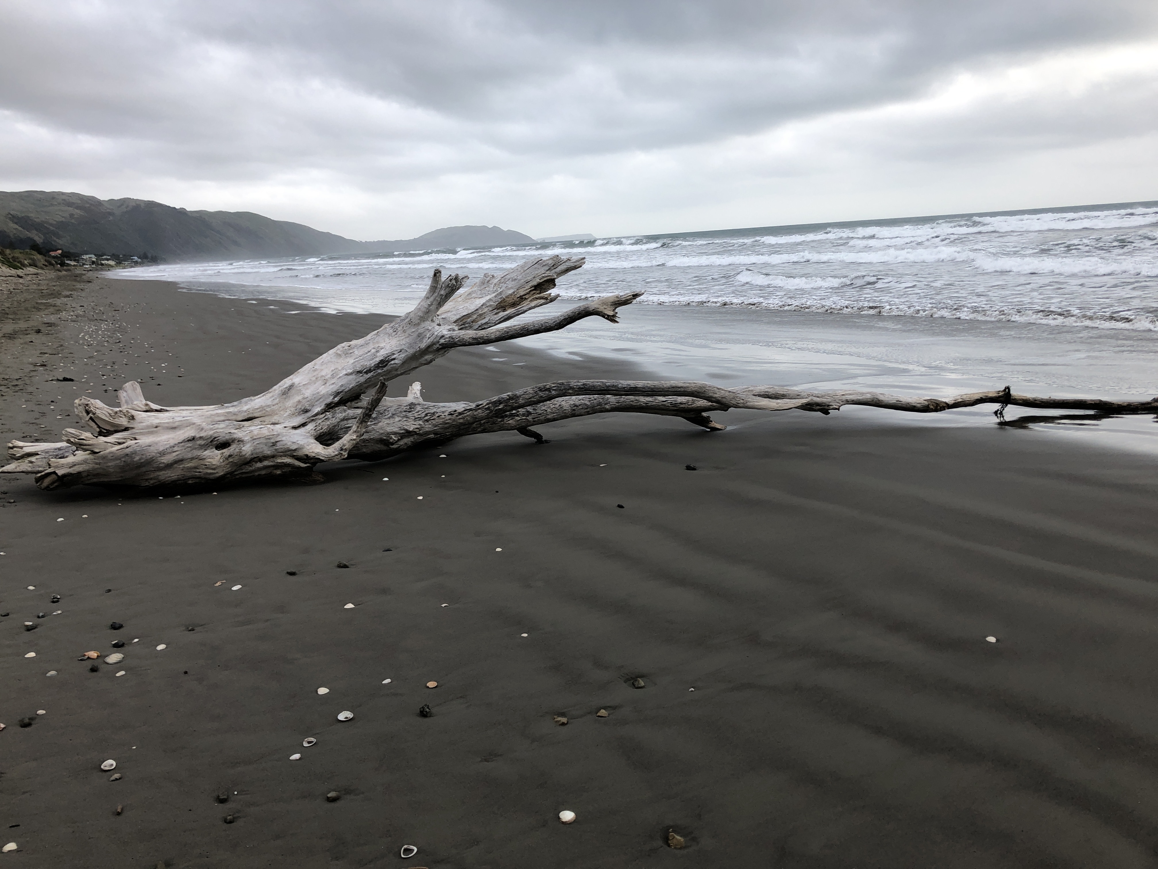 Driftwood tree on beach